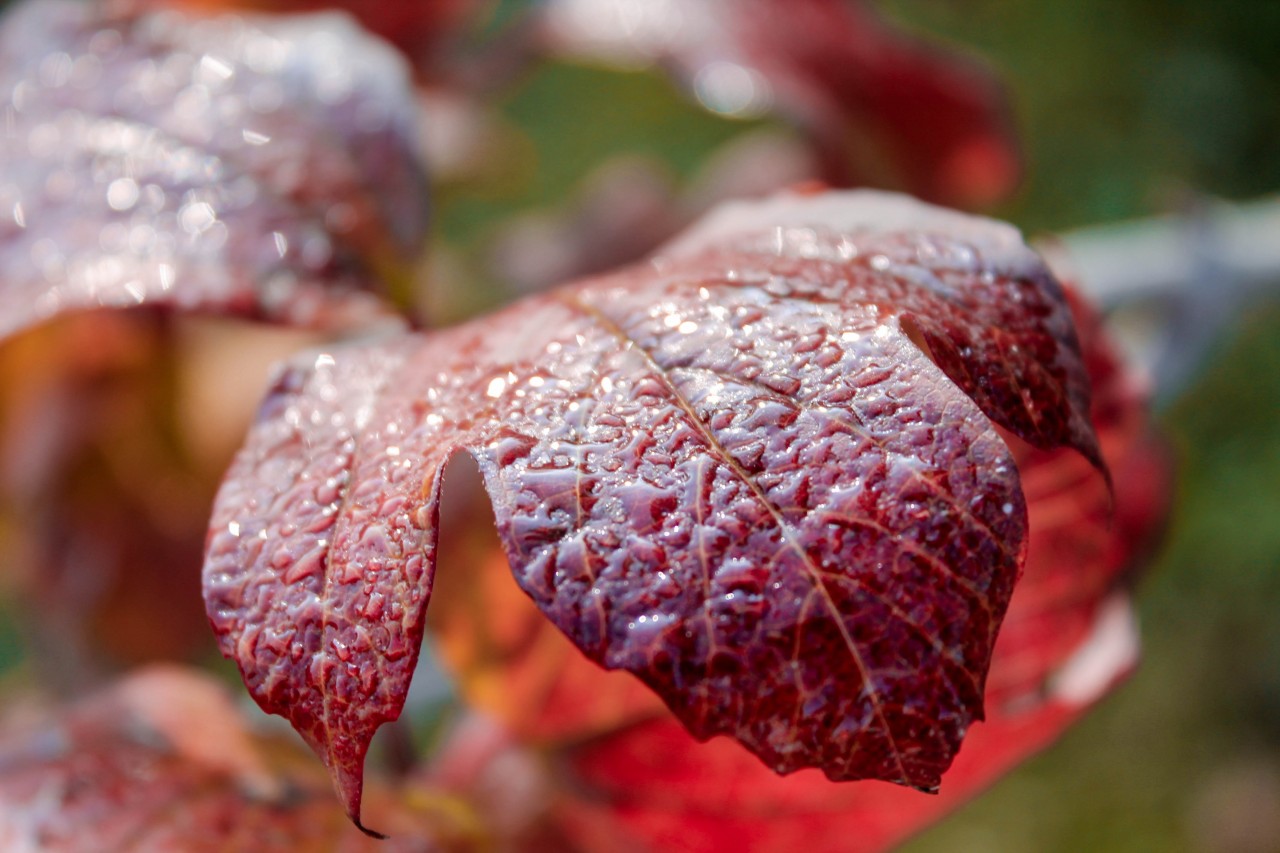 Līdz ar rudens vēsumu un mitrumu klāt arī ziņas par pirmajiem gadījumiem saslimšanā ar gripu.