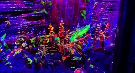 No "Neonijas" iespaidiem