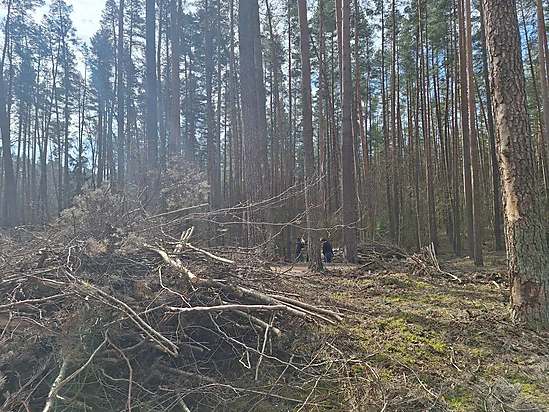 Ēnu diena 2025 Dobeles Valsts ģimnāzijā